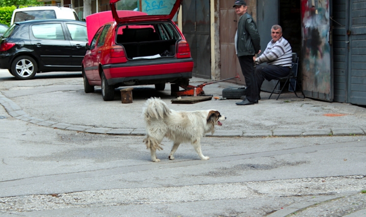 Der Straßenhund Medo in einer Wohngegend in Grbavica, Sarajevo