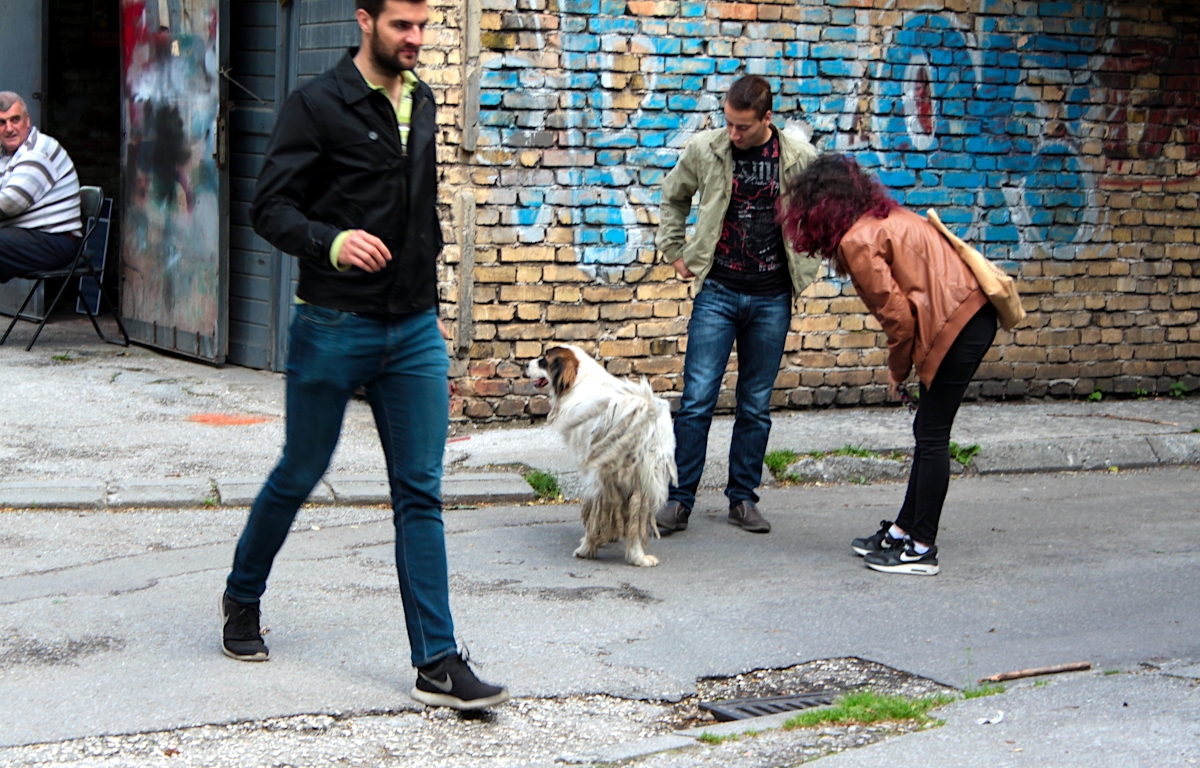 Der Straßenhund Medo begrüßt Menschen in Grbavica, Sarajevo